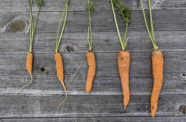 Crooked_Carrott_teaser