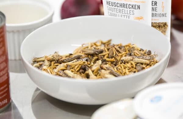Insekten_Migros_teaser