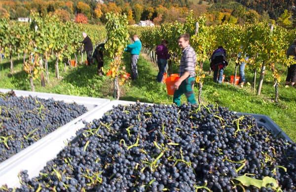 Fenaco_DiVino_Traubenlese-Wein_bearbeitet
