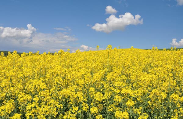 Fenaco_Rapsfeld_bearbeitet