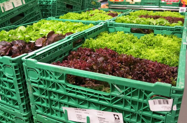 Food_Salat_Altermatt_bearbeitet