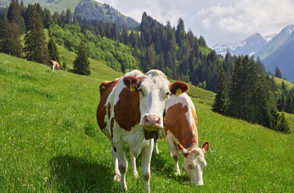 Kuh_IP-Suisse_bearbeitet
