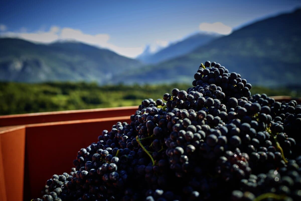 Sion, Drône, le 25 septembre 2015, vendanges 2015 © sedrik nemeth