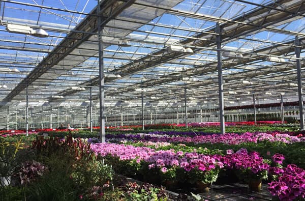 Gaertnerei_Pflanzen-Allemann_Robert-Altermatt_bearbeitet