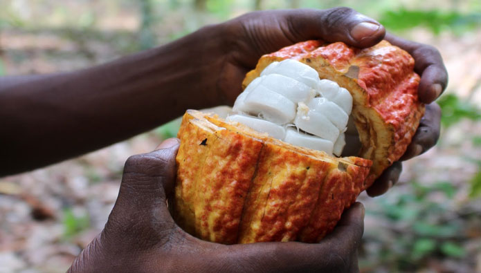 Felchlin: Neue Couvertüre aus 100-prozentiger Kakaofrucht